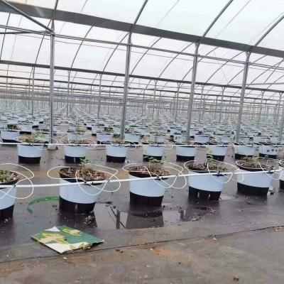 Κίνα Καλή ποιότητα Poly Tunnel Greenhouse χαμηλού κόστους καυτή πώληση Polytunnel Berry Greenhouse προς πώληση