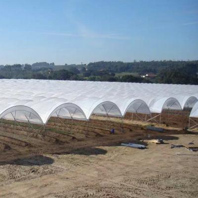 Chine nouvelle conception multi-span film tunnel en plastique serre agricole cultivant différents types de baies fraise bleu à vendre