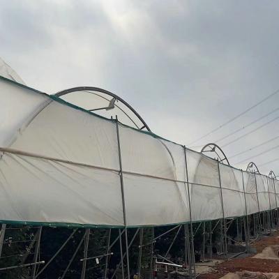 China 10000 sqm easy connected tunnel cgreenhoue plastic poly film growing strawberry bluberry berry fruits for sale