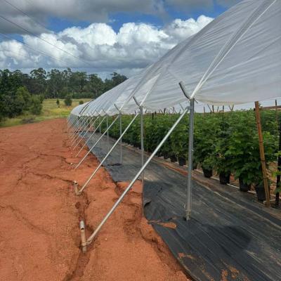 China Goedkwaliteit Poly Tunnel Low Cost Hot Sale Polytunnel Berry Serre Te koop