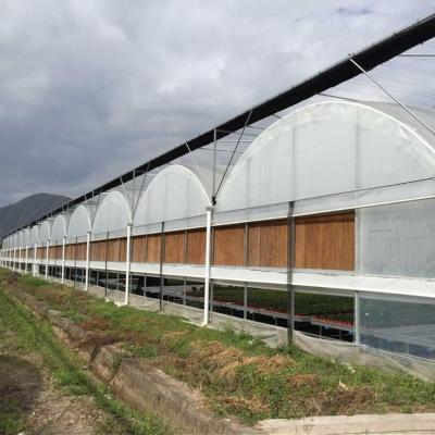 China Estructura Invernadero de bajo costo de acero galvanizado Invernaderos agrícolas multi-espacio para el cultivo de tomates vegetales en venta