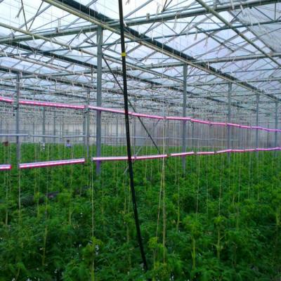 China Hydroponic Growing System Green House Multi Span Agriculture Greenhouses Growing Lettuce Cucumber for sale