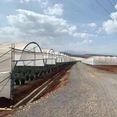 China Túnel de plástico difuso Estufas 150 200 micron Fazenda de bagas Plantação abrigo para chuva Estufas à venda