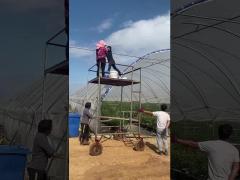 blueberry greenhouse