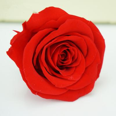 China 2020 Valentine's Day Hot Sale A Grade 4-5cm Preserved Roses Master Box For Wedding And Valentine's Day for sale