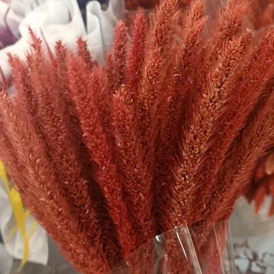 China Events Decoration Foxtail Group Natural Dry Timothy Grass Foxtail Grass Symphony Dog Tails Grass Personal Home Decor Office Decor for sale