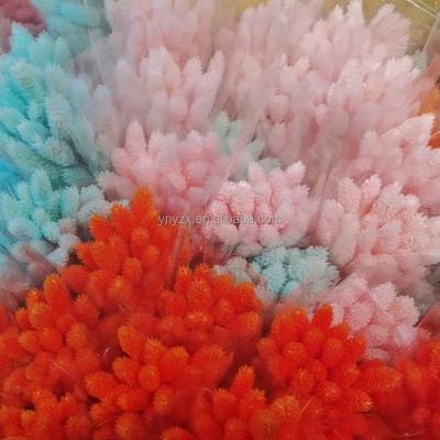 China Natual Natural Fresh Flower Dried Phalaris Flower Small Phalaris Grass Phalaris Arundinacea Gem Grass Home Party Office Personal Desktop Decoration for sale