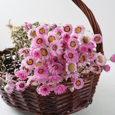 China Wedding Party Decoration N-023 Natural Dried Trim Flowers Home Daisy Real Daisy Bundles 50g White Dried Rose Strawflower Bouquet For Wedding Decoration for sale