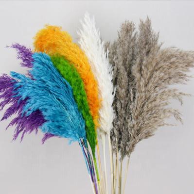 China N-026 Eco-Friendly / Durable Preserved Pampas Grass Fluff Reed 4 Pieces Per Pack Colorful Pampas Grass Preserved Pampas Grass For Vase Home Decor for sale