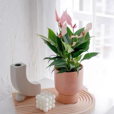 China Good Quality Anthurium Flower Pot Aglaonema Indoor Plants Bonsai Desktop Pot for sale