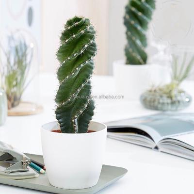 China CLASSIC garden pot for natural cactus for home decorative garden different style for spiral cactus for sale