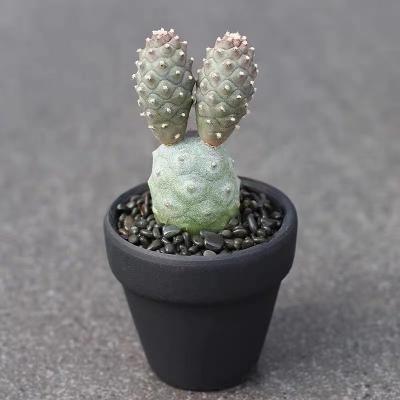 China Wholesale cute flower pots for natural cactus for different style small tree planter pots for rare cactus for sale