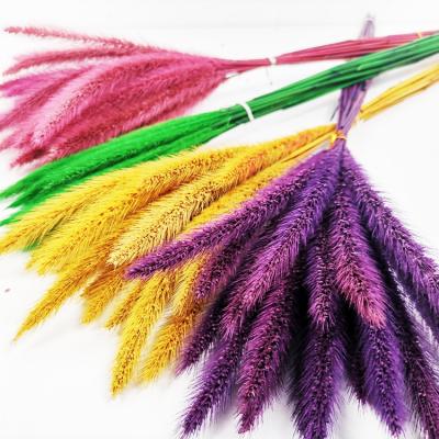 China High Quality Natural Preserved Summer Flora Flower Foxtail Dog Tail for Wedding Flower 10-20cm Long Flower 10-20cm Long Home Decoration for sale