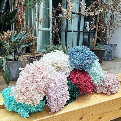 China High Quality Preserved Hydrangea Flora Wholesale Material True Stem Bouquet Flower Summer Material For Home Decoration for sale