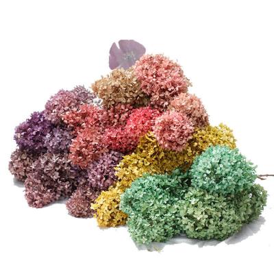 China Flora Factory Flowers Natural Preserved Hydrangea Summer Bouquet Wholesale Material Use Valentine's Day Bouquet Material for sale