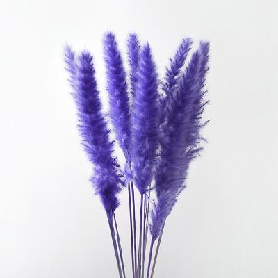 China Natural Hot Sale Wedding Touch Decorative Preserved Dry Natural Pampas Grass for sale