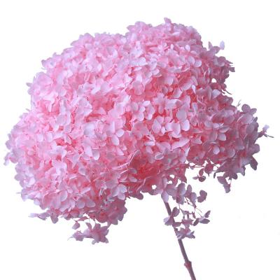 China Fashional Dried Flowers Wholesale Pink Black Blue White Natural Dry Anna Preserved Hydrangea On Stem Decorative Flowers For Home Wedding Decor for sale