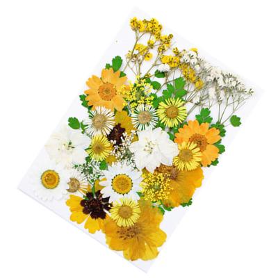 China Amazon classic hot sale pressed flower material dry mixed multiple handmade pressed flowers for resin for sale