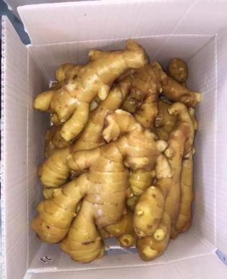 China Wholesale Ginger Buyers For Export In China Fresh Ginger for sale