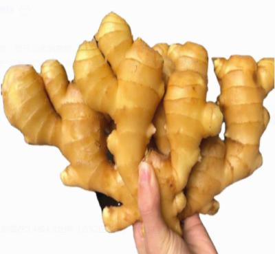 China Professional Manufacturer Fresh Export High Quality Fresh Ginger for sale