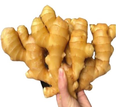 China Factory direct sales fresh high quality Elephant Ginger Organic cultivation for sale