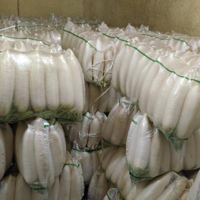 China Direct Selling Professional Supply Fresh Price Fresh Radish With Safety Packing for sale