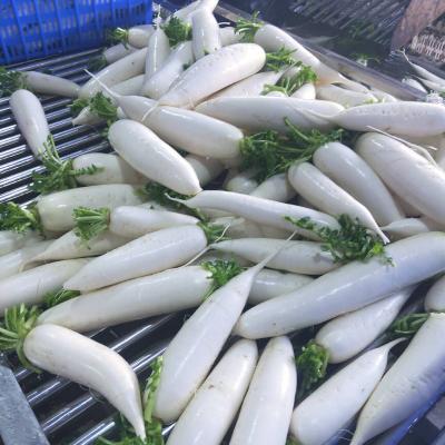 China China Supplier Fresh Factory Price Sell Smooth White Fresh Radish for sale