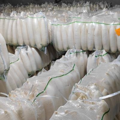 China Newest Newest Factory Direct Selling Fresh Cultivation White Fresh Radish Chinese for sale