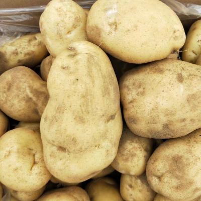 China China export factory price fresh professional fresh potatoes for sale