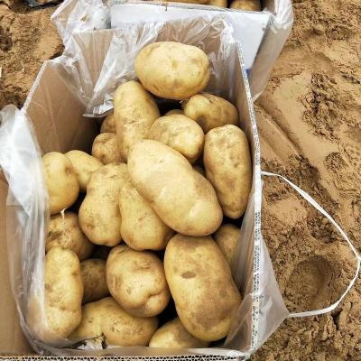 China Fresh Chinese Chose Fresh Original Potatoes With Credible Packing for sale