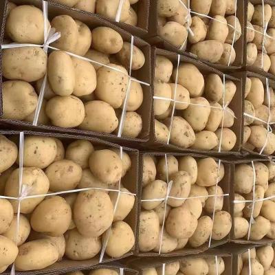 China Factory direct sales fresh cheap price by Ton Potato Fresh for sale