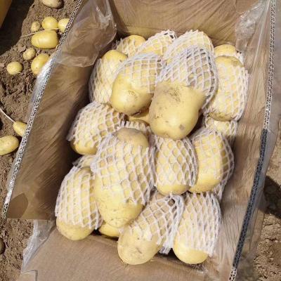 China Manufacturer Wholesale Low Price Organic Fresh Potato for sale