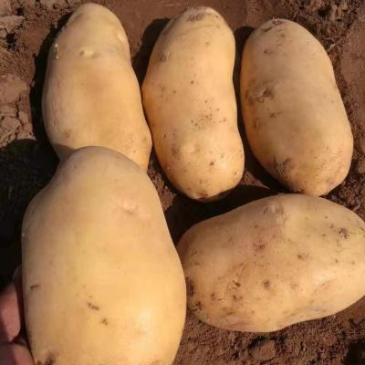 China Competitive Price Fresh Chinese Vegetables Chose Fresh Potato for sale