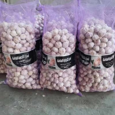 China Factory Price Fresh Chinese Fresh Garlic With Credible Packing for sale