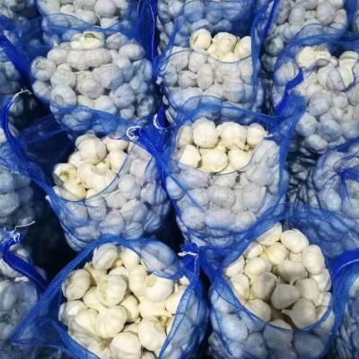 China Fresh garlic importfresh Chinese pure white 3p garlic for sale