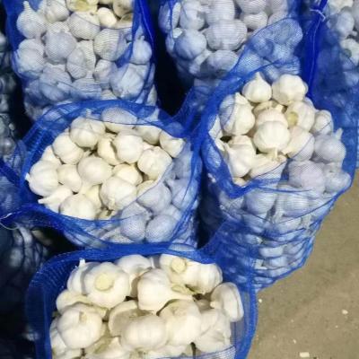 China Fresh Cheap Price Chinese Pure White Fresh Garlic for sale