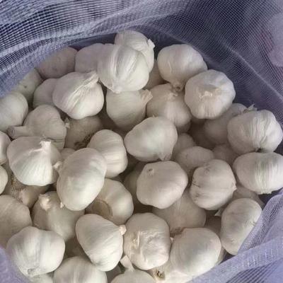 China Fresh Manufacturer Supply Low Price White Chinese Garlic for sale