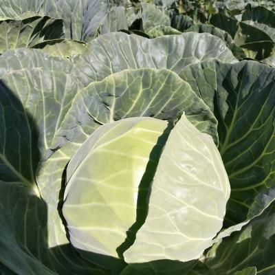 China High Fresh Chinese Supplier Wholesale Organic Vegetable Common Cabbage for sale