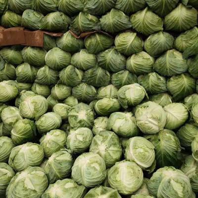 China Competitive Price Fresh Supply Fresh Cabbage With Credible Packing for sale