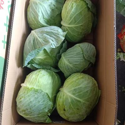 China Fresh Bulk Organic Green Around Fresh Vegetable Cabbage for sale