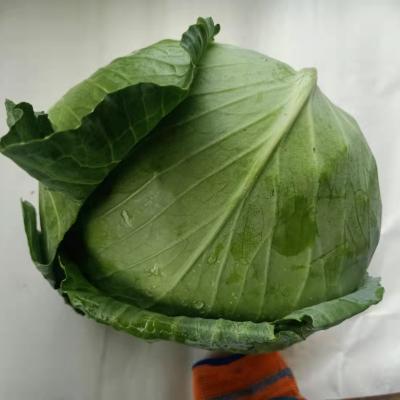 China White Green Chinese Fresh Cabbages Newest Supply Fresh Crop for sale