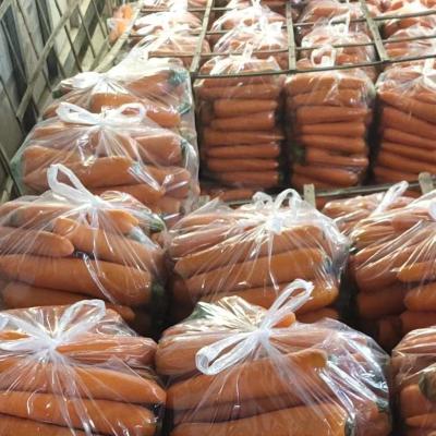 China Wholesaletor Fresh Online High Quality Fresh Bulk Carrot for sale