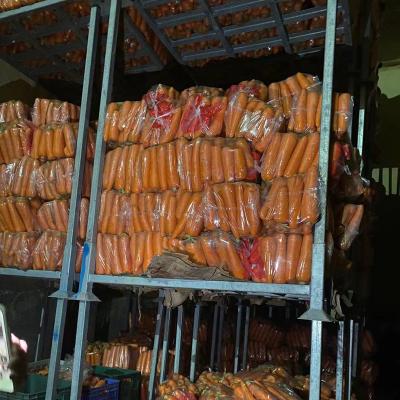 China Factory direct fresh organic carrot red red on sale for sale