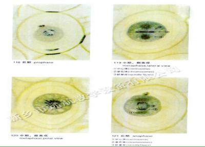 중국 제작되는 동물성 세포 광학 유리의 교육 동물학 현미경 활주 판매용