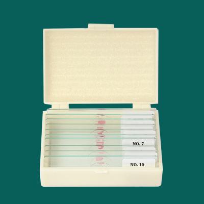 China Medizinische Forschung verwendete Mikrobiologie Amoeba Prepared Glass Microscope Slides für Unterricht zu verkaufen