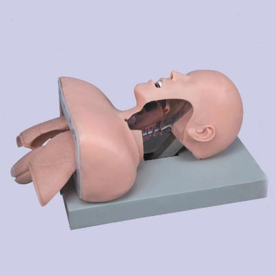 China De medische Anatomie Menselijke Luchtroute Simulatie van Advanced Trachea Intubation van de Opleidingsmannequin Model Te koop