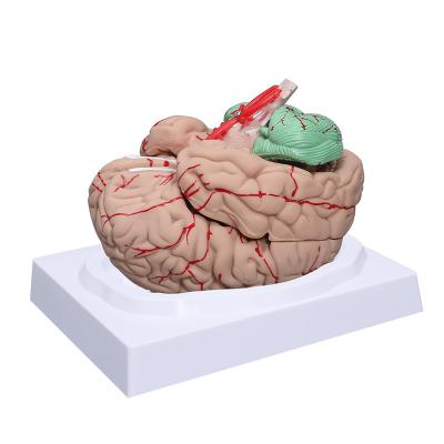 China Anatomía humana de tamaño natural Brain Model 8 porciones para la enseñanza médica de la ciencia (ningunas Digitaces marcadas) en venta