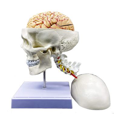 중국 뇌와 실물 크기 인간 두개골 분석 모델과 과학 디스플레이를 위한 목의 추골 판매용