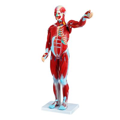 China Modelo los 80cm humano médico With Internal Organs, modelo del músculo de la anatomía del cuerpo humano en venta