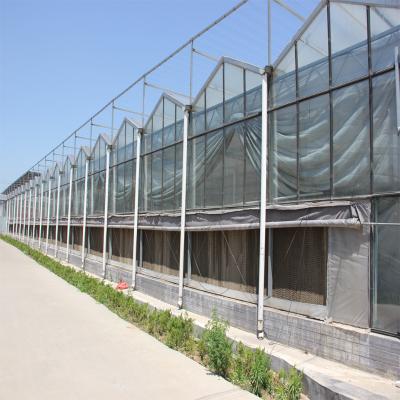 China Venlo Glass Agricultural Type Hollow Glass Greenhouse With Drip Irrigation System for sale